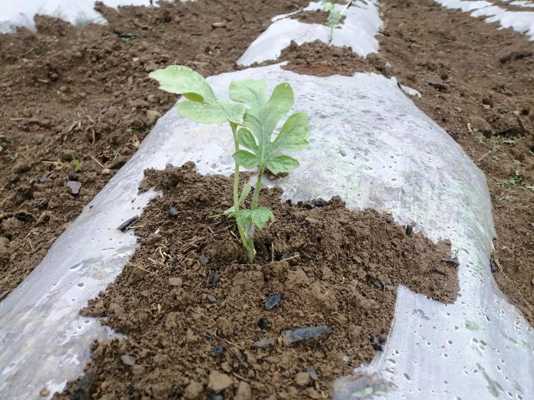 西瓜种植技术视频,新手能学会吗?-图2 西瓜种植技术视频,新手能学会吗?-图2