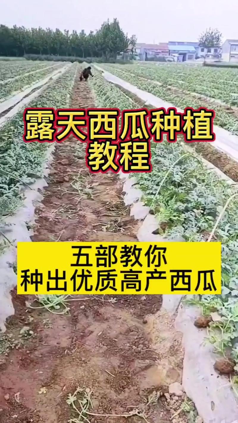 西瓜种植技术视频,新手能学会吗?-图1 西瓜种植技术视频,新手能学会吗?-图1
