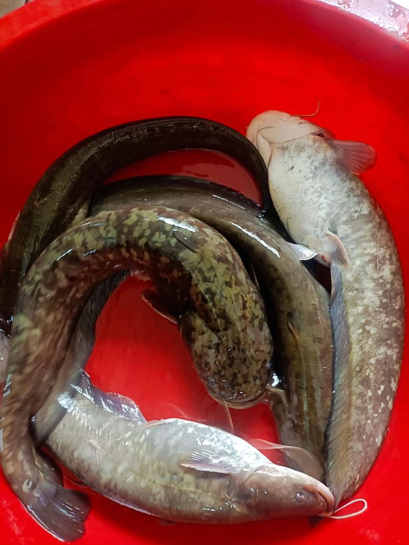 胡子大口鲶鱼养殖技术有哪些关键点？-图2