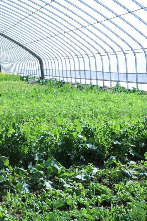 大棚蔬菜选品种，哪些更优质高产？-图2