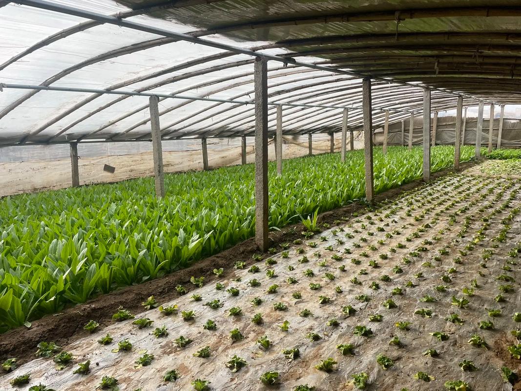 大棚蔬菜选品种，哪些更优质高产？-图3