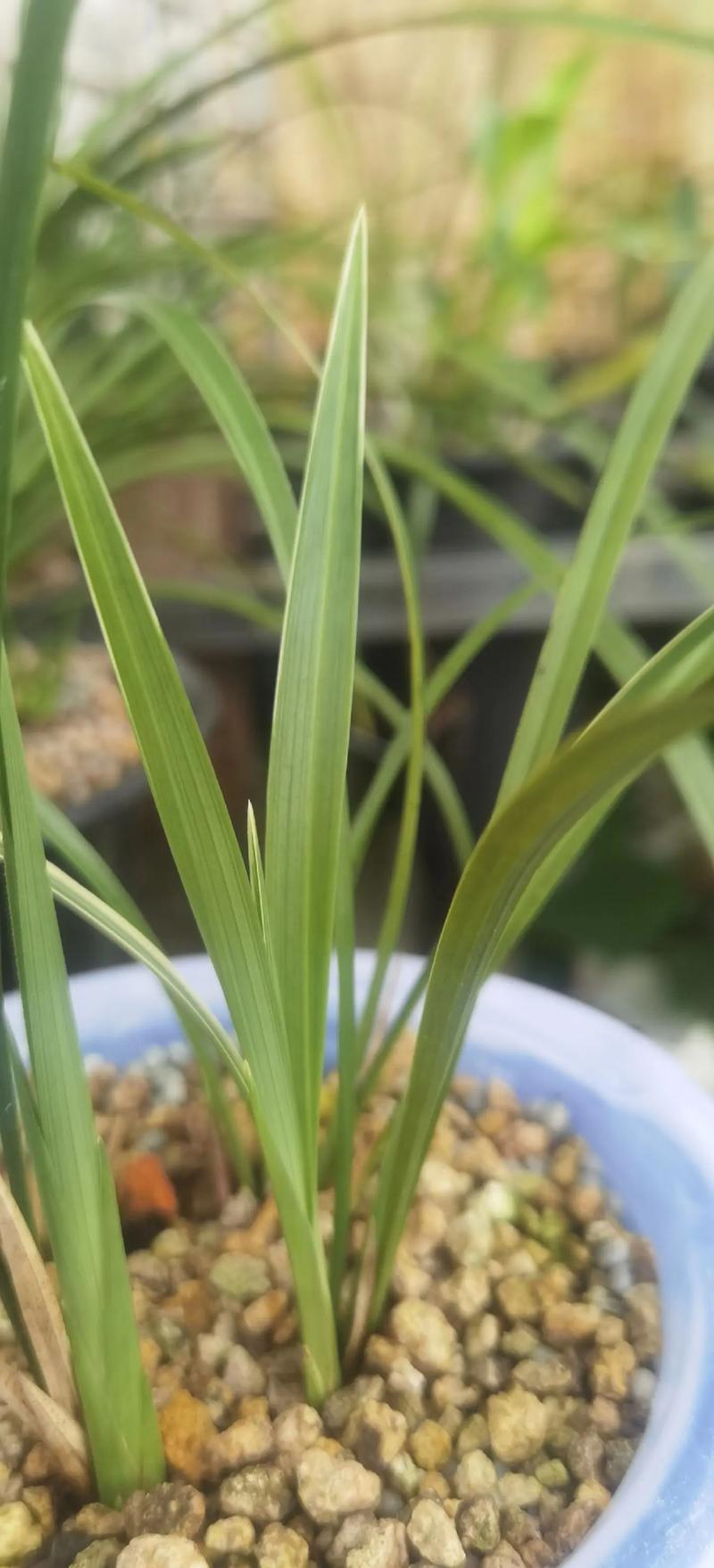 名贵兰花叶片品种图片-图1 名贵兰花叶片品种图片-图1