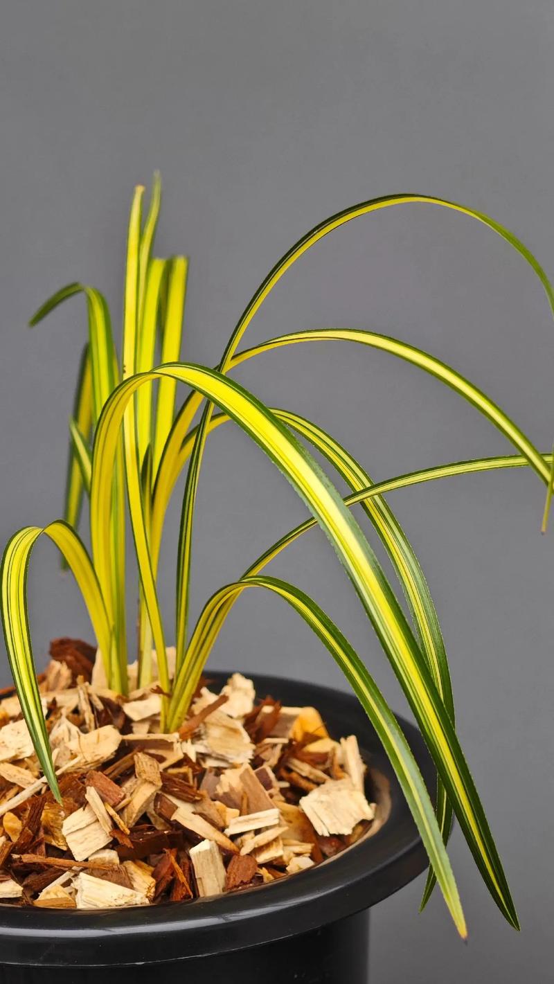 名贵兰花叶片品种图片-图2 名贵兰花叶片品种图片-图2