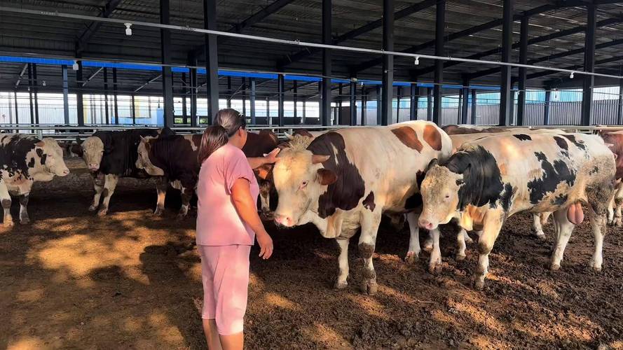 育肥牛选什么品种最赚钱?-图3 育肥牛选什么品种最赚钱?-图3