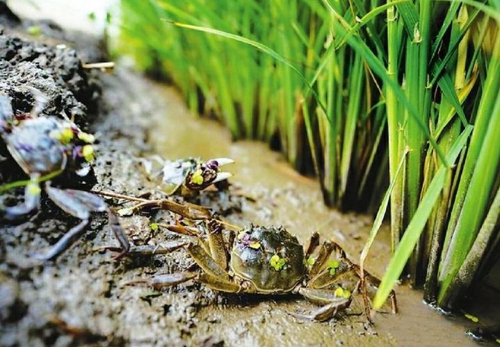 稻田如何开挖池塘养蟹？-图2