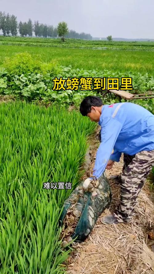 稻田如何开挖池塘养蟹？-图3