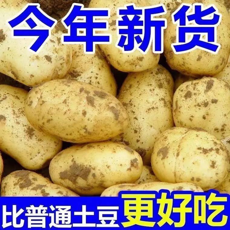 2025士豆价格查询-图2 2025士豆价格查询-图2