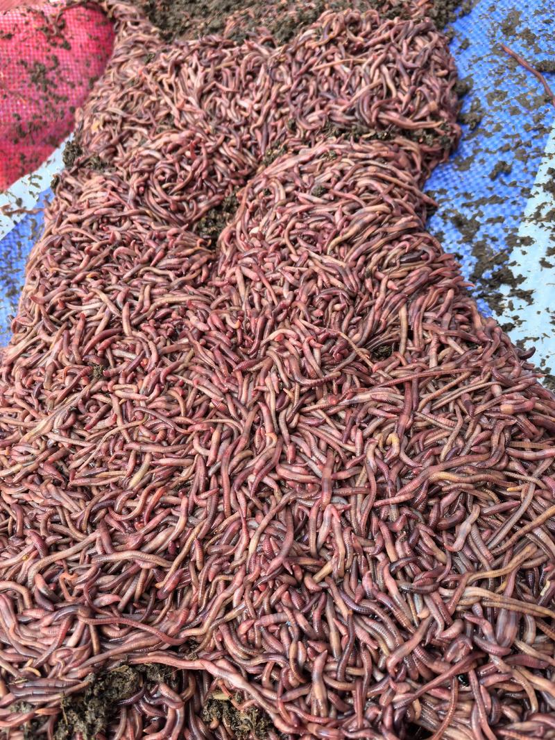 蚯蚓养殖技术图片怎么学?-图2 蚯蚓养殖技术图片怎么学?-图2