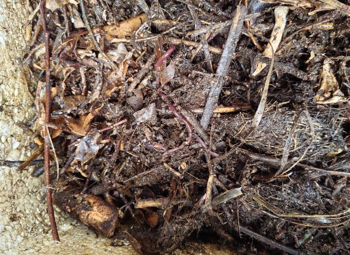 蚯蚓养殖技术图片怎么学?-图3 蚯蚓养殖技术图片怎么学?-图3