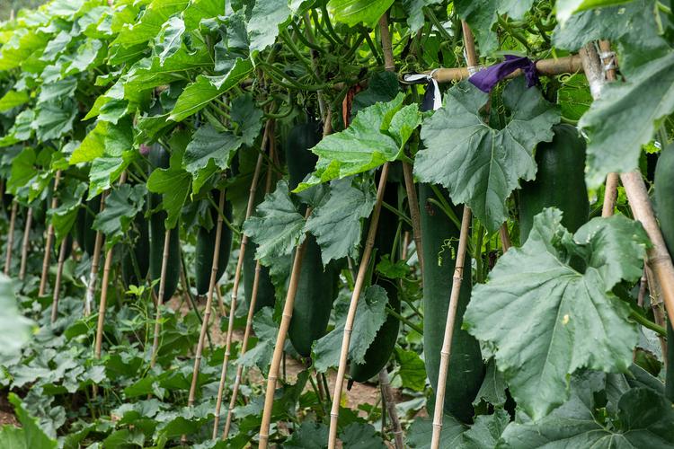 冬瓜高产栽培技术有哪些关键点？-图1