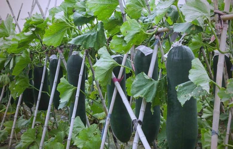 冬瓜高产栽培技术有哪些关键点？-图3