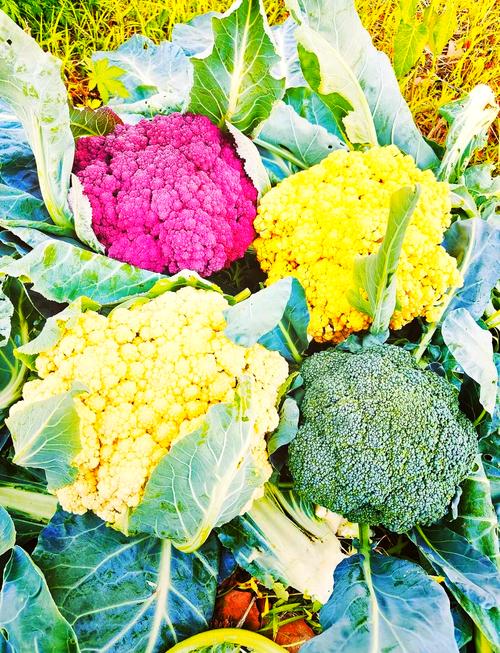 花菜类蔬菜有哪些品种-图1