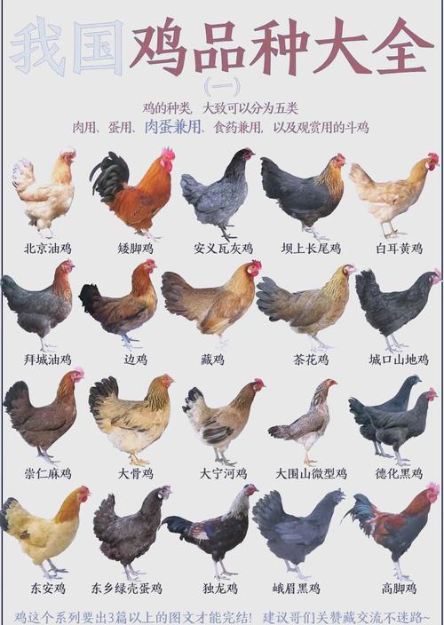 野生鸡类品种有哪些？-图2