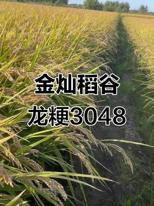 龙粳18水稻品种有何特点?-图1 龙粳18水稻品种有何特点?-图1
