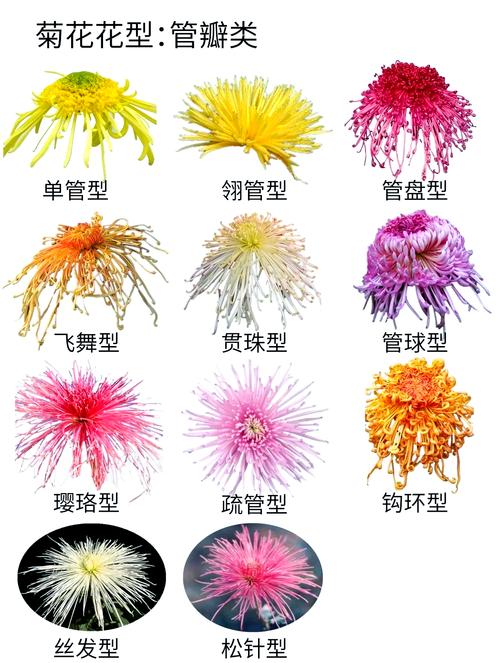 菊花品种有多少？常见种类图片看这里。-图1