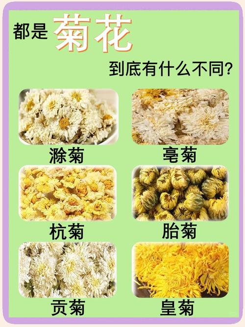 菊花品种有多少？常见种类图片看这里。-图3