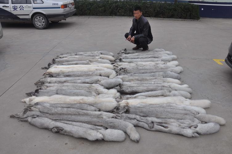 诸城貉子价格现在多少钱？-图1