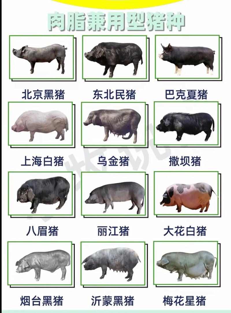 猪品种如何区分？-图1