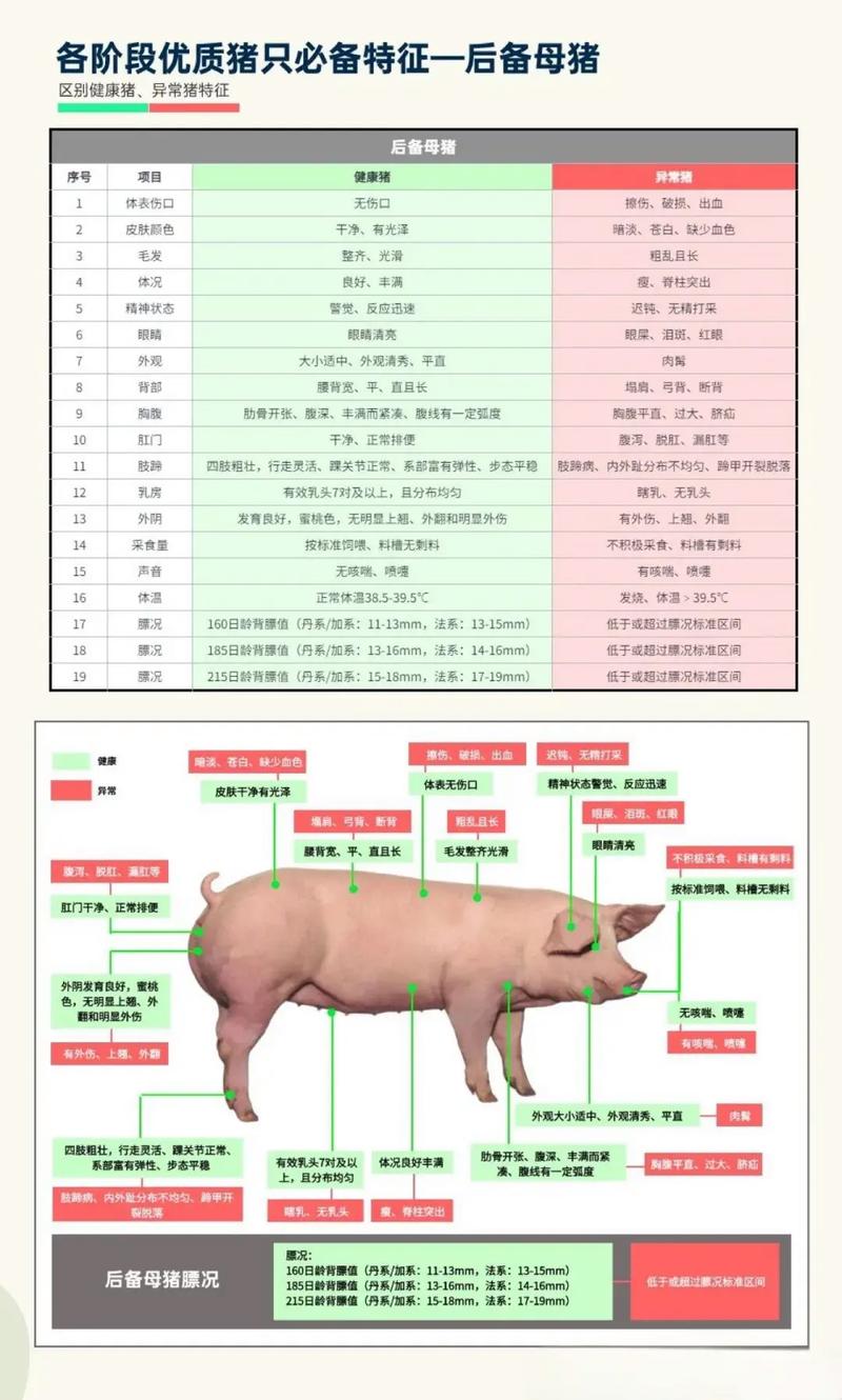 猪品种如何区分？-图3