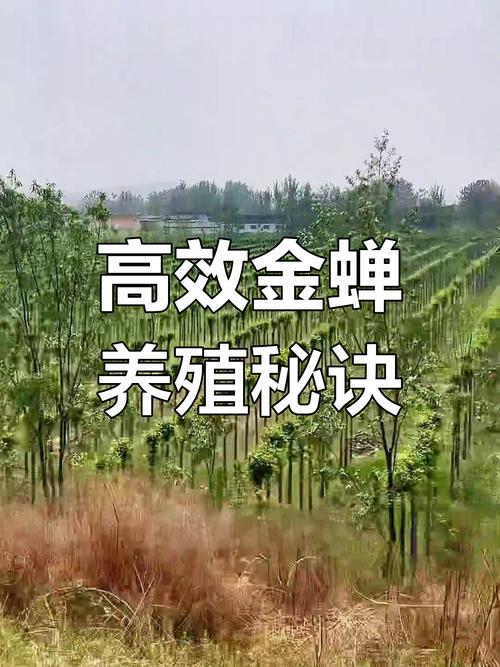 金蝉养殖技术全流程关键步骤有哪些？-图2