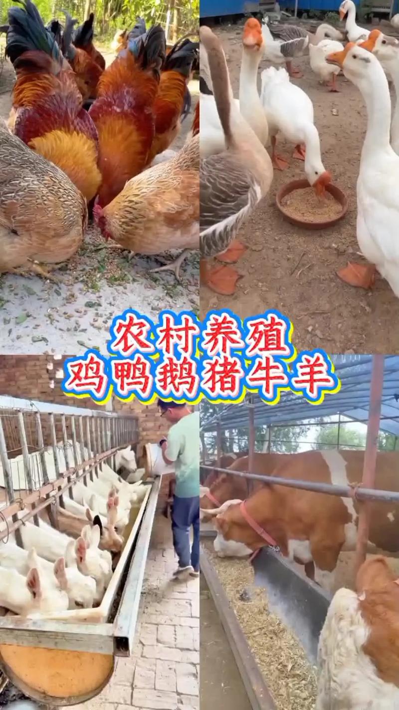 农村养殖技术哪个最赚钱？-图1