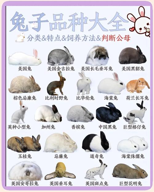 常见肉兔品种有哪些？-图1
