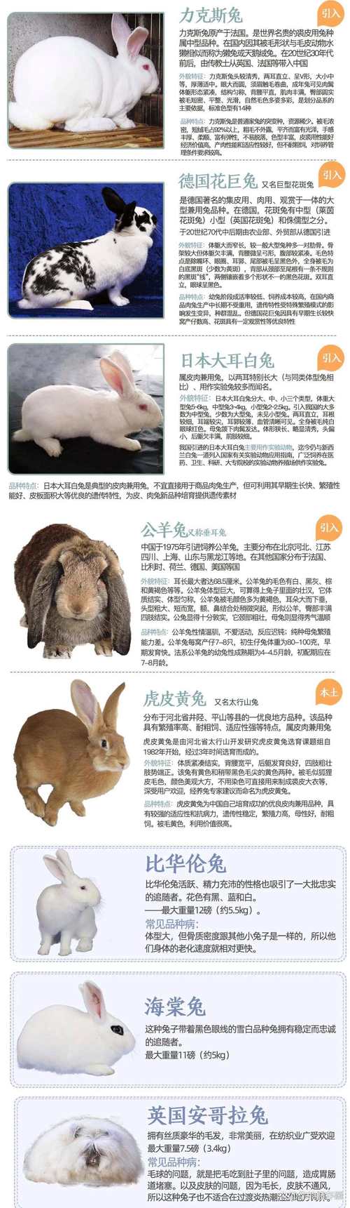常见肉兔品种有哪些？-图2
