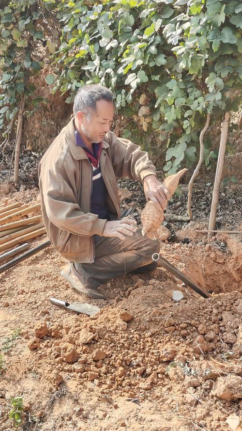 粉葛种植技术在线看，哪里能学？-图3