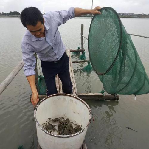 高淳螃蟹现在多少钱一斤?-图3 高淳螃蟹现在多少钱一斤?-图3