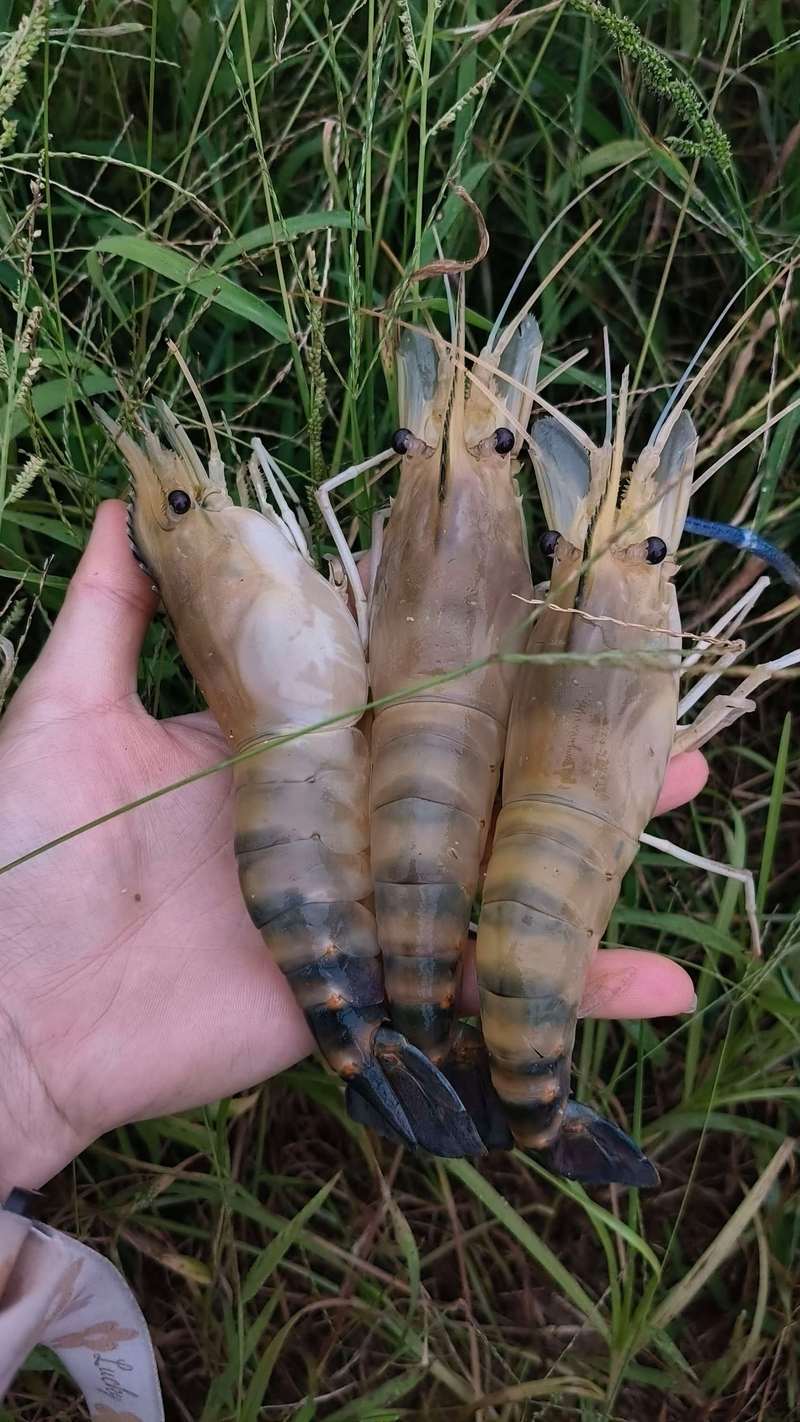 2025年沼虾今日价格多少钱一斤?-图2 2025年沼虾今日价格多少钱一斤?-图2