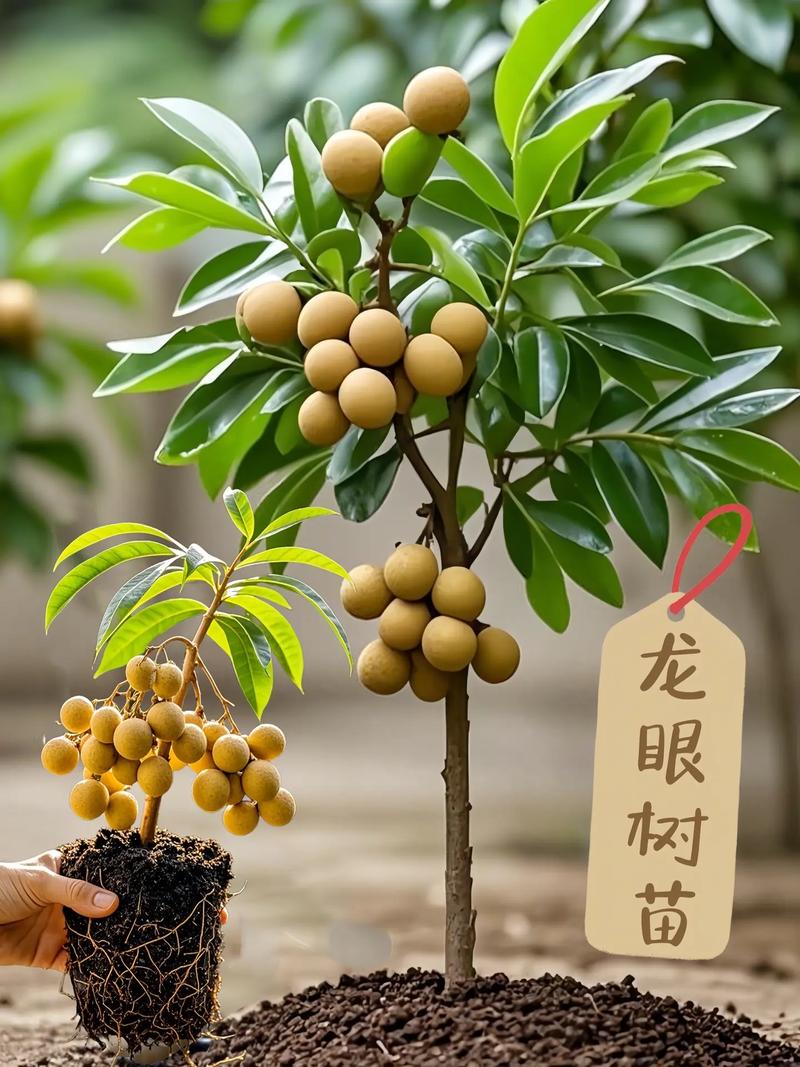 盆栽桂圆选什么品种好？-图1