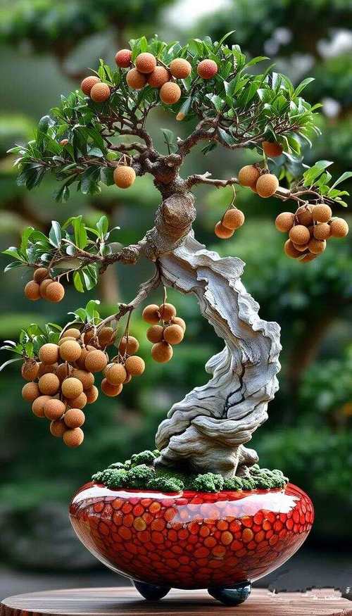 盆栽桂圆选什么品种好？-图2