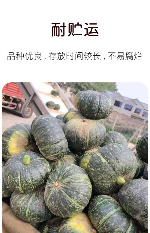 哪种南瓜产子最多？-图1