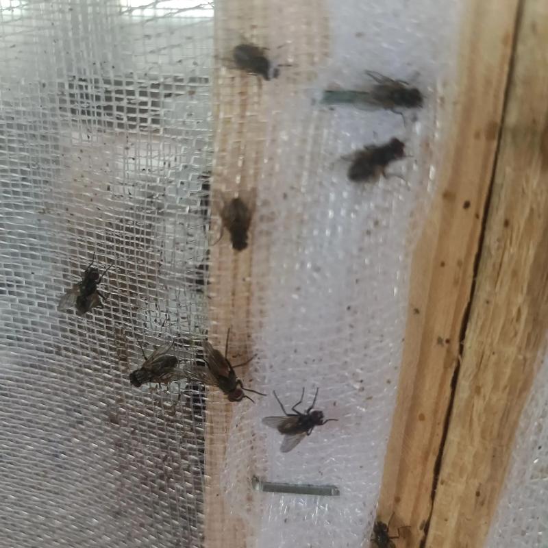 野外蝇蛆养殖技术视频怎么学？-图1