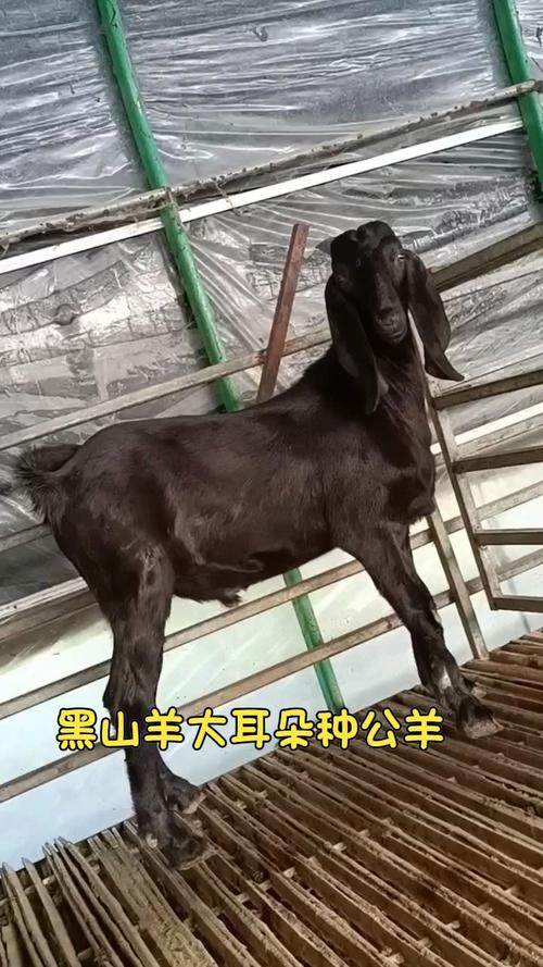 去哪能买到好品种山羊-图3