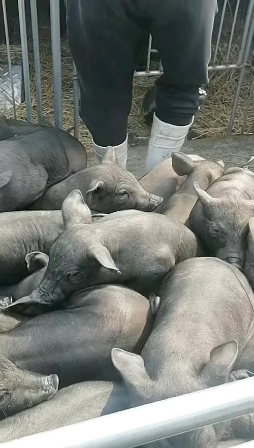 农村生态养殖生猪技术如何落地推广？-图3