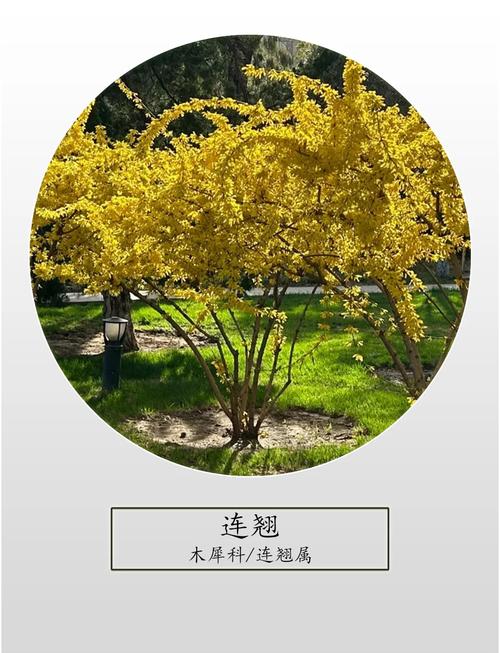 连翘种植技术有哪些关键要点?-图1 连翘种植技术有哪些关键要点?-图1