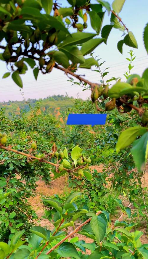 连翘种植技术有哪些关键要点?-图2 连翘种植技术有哪些关键要点?-图2