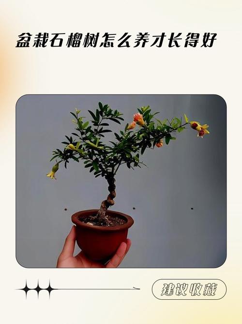 石榴栽培管理视频有哪些关键技术要点？-图1