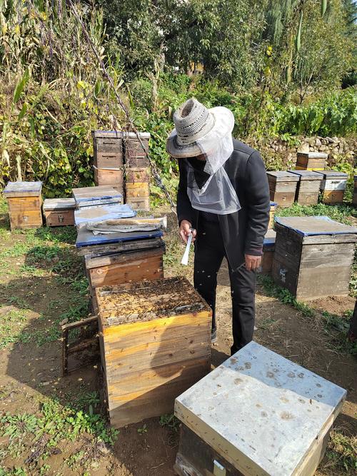农村养蜂技术视频，新手能学会吗？-图1