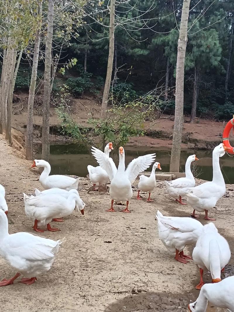 养殖什么品种鹅价格高-图2