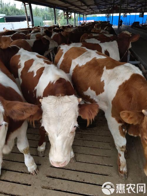 哪种牛品种生长速度最快?-图2 哪种牛品种生长速度最快?-图2