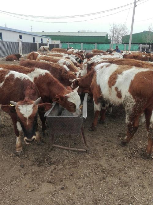 哪种牛品种生长速度最快?-图3 哪种牛品种生长速度最快?-图3