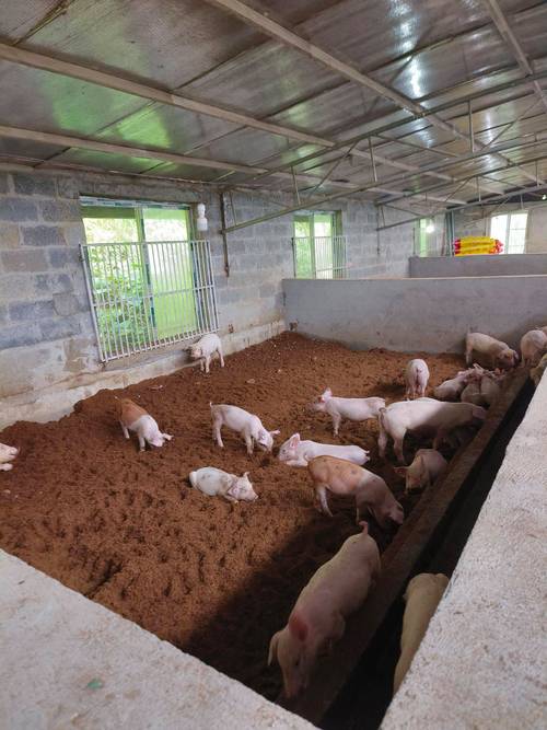 猪舍猪粪发酵视频怎么操作才高效?-图1 猪舍猪粪发酵视频怎么操作才高效?-图1