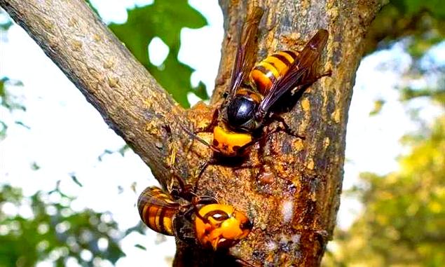 世界上最大的蜜蜂是哪个品种？-图2