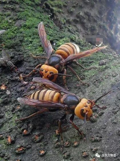 世界上最大的蜜蜂是哪个品种？-图3