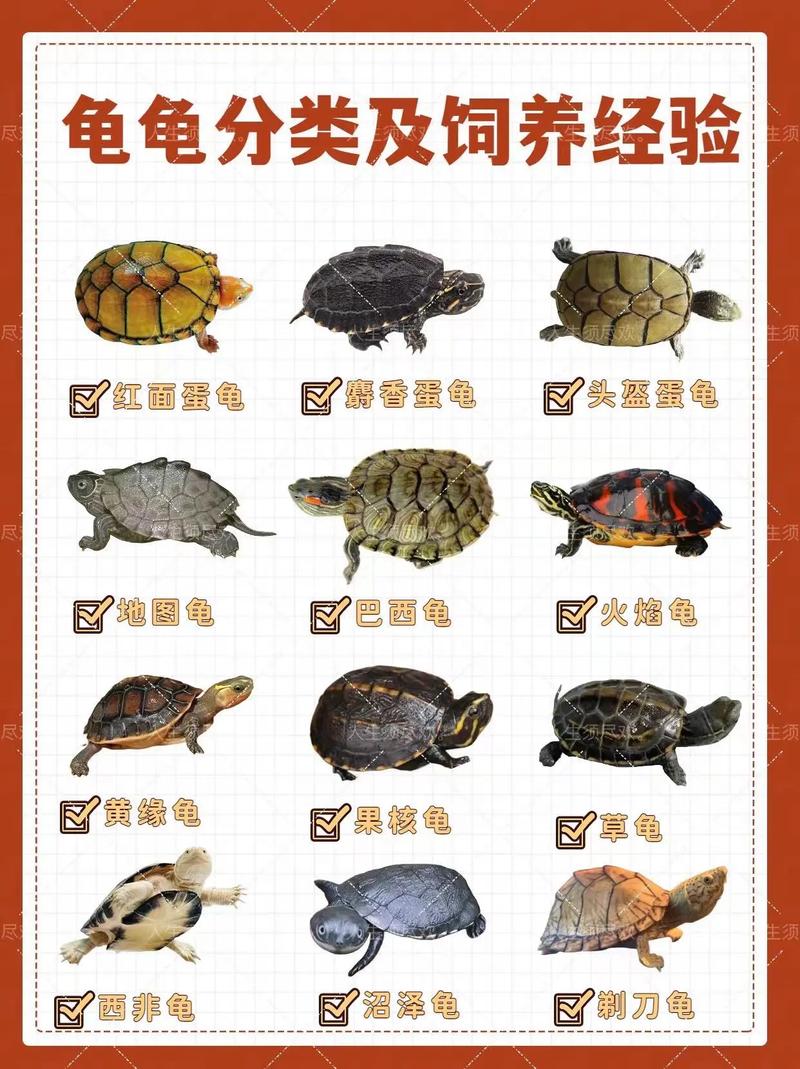 国龟有哪些品种 价格-图2