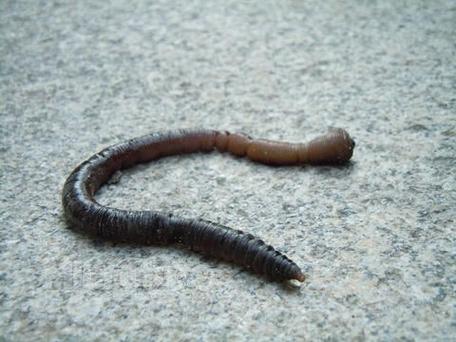 微型蚯蚓是什么品种?-图2 微型蚯蚓是什么品种?-图2