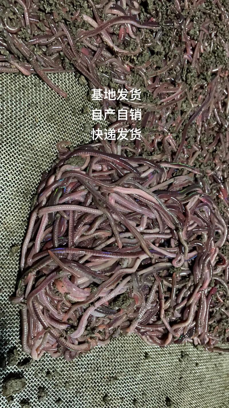 微型蚯蚓是什么品种?-图1 微型蚯蚓是什么品种?-图1