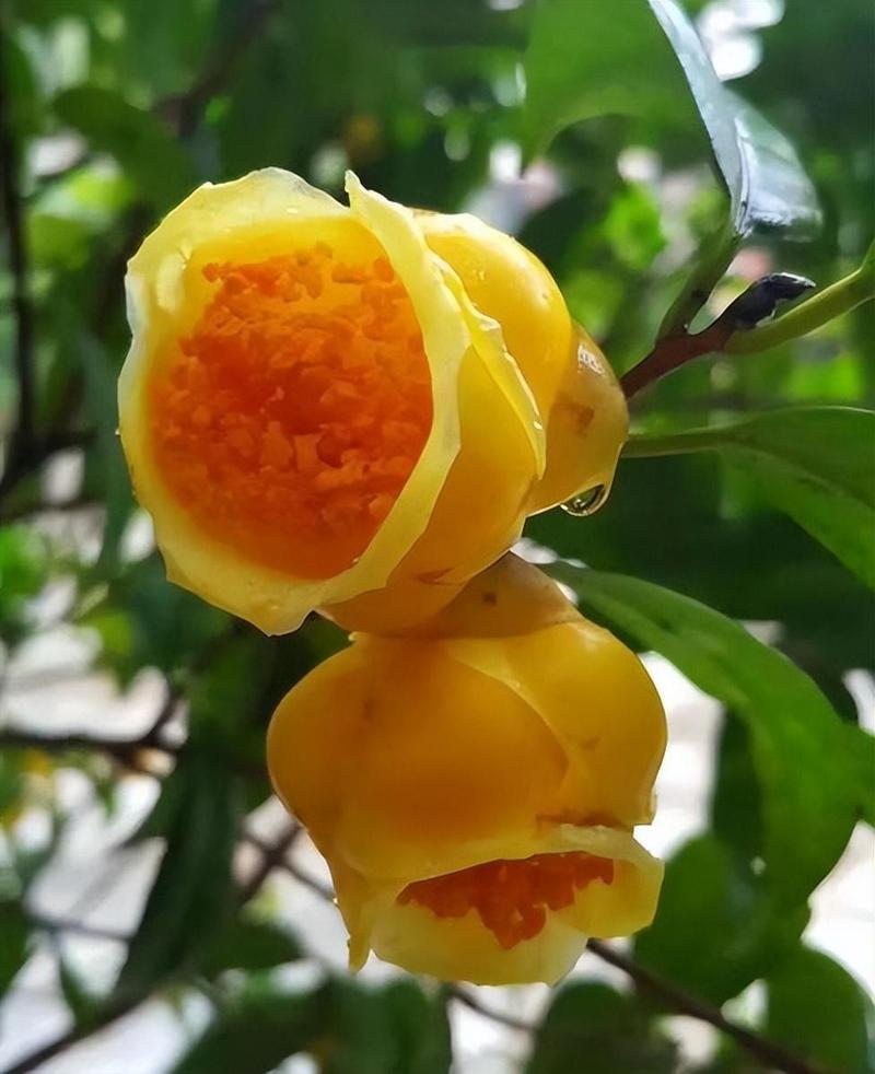 金茶花哪个品种最名贵？-图1